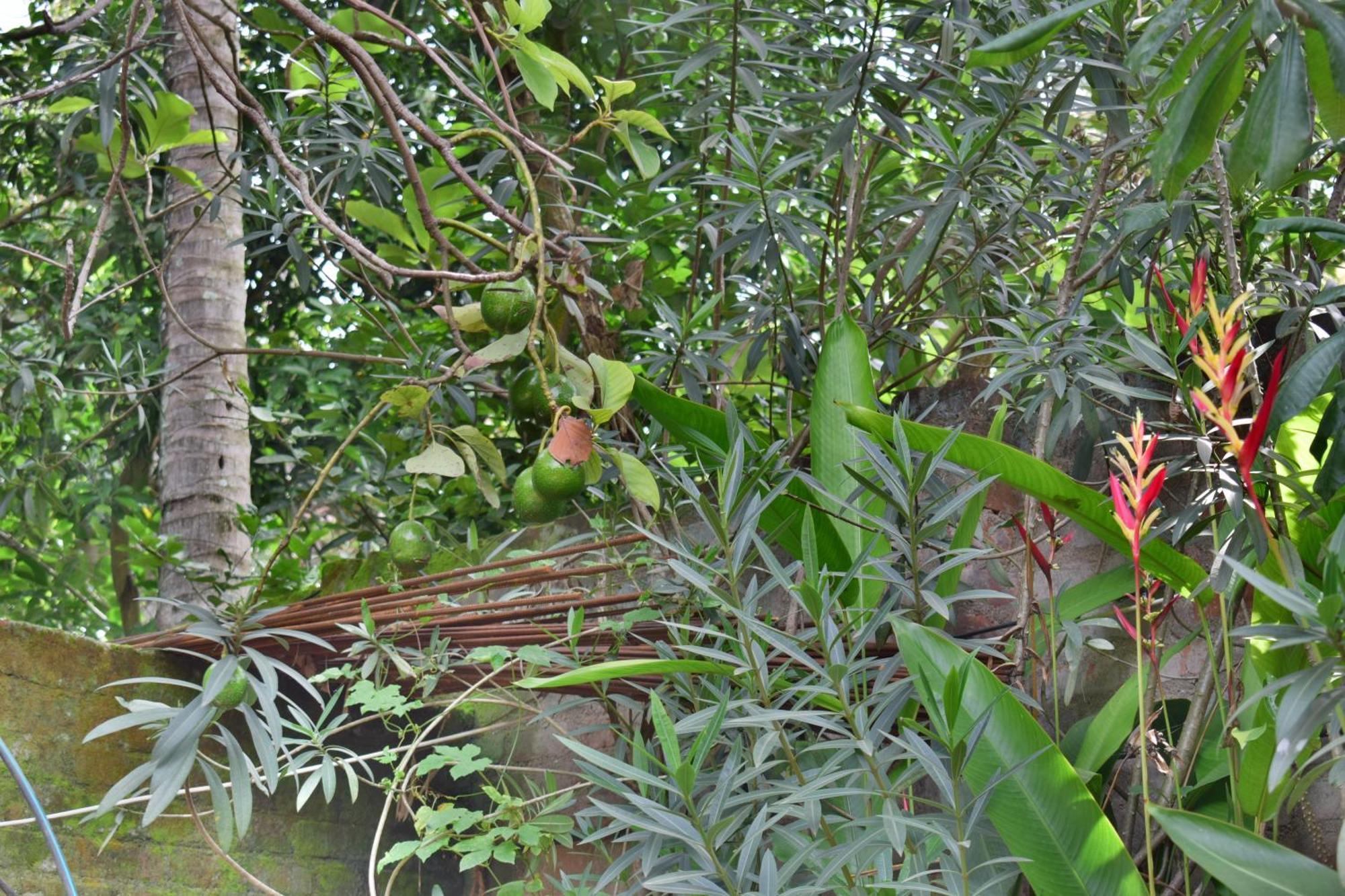 Silent Waters Resorts Yelagiri Extérieur photo