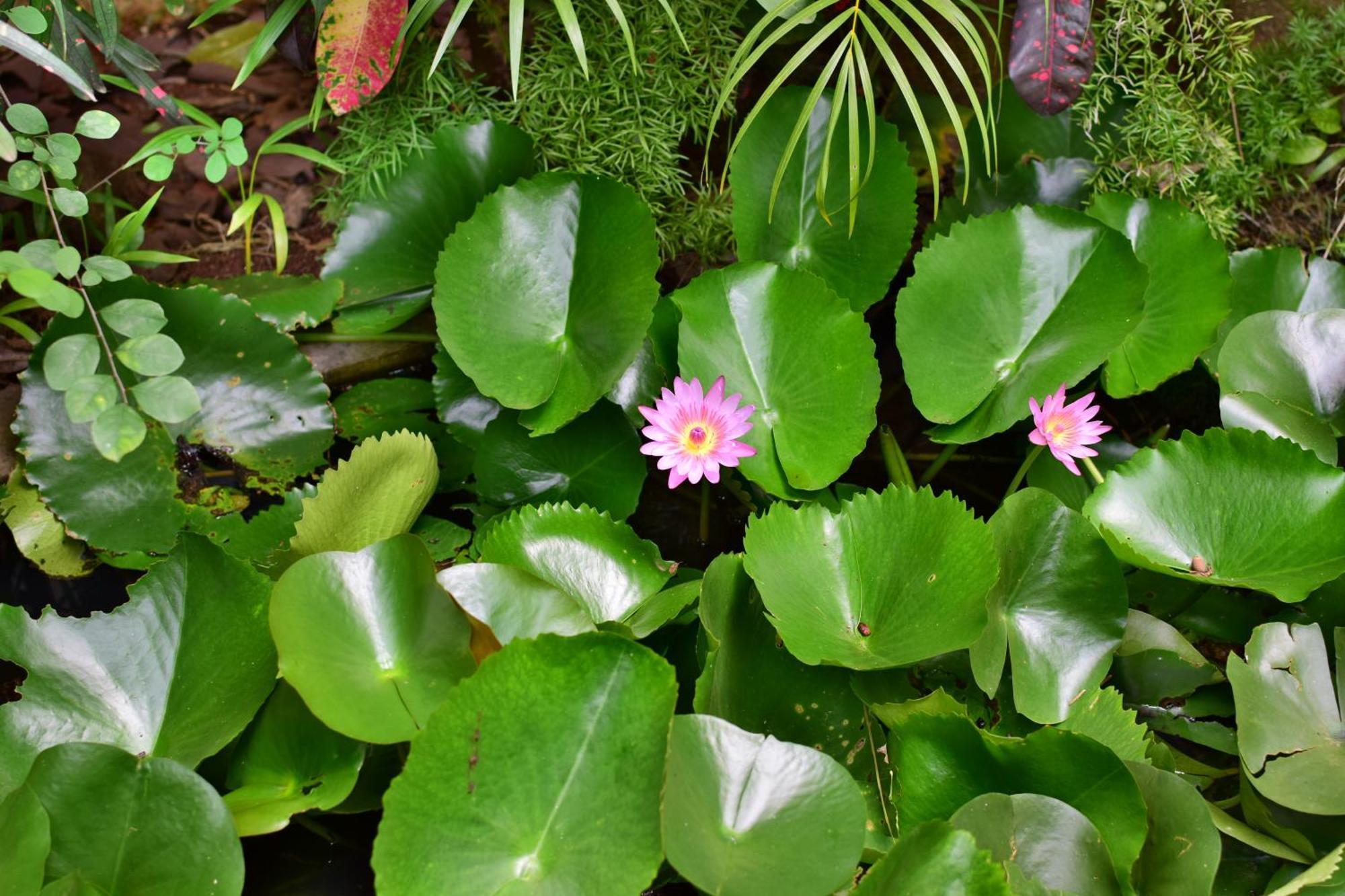 Silent Waters Resorts Yelagiri Extérieur photo